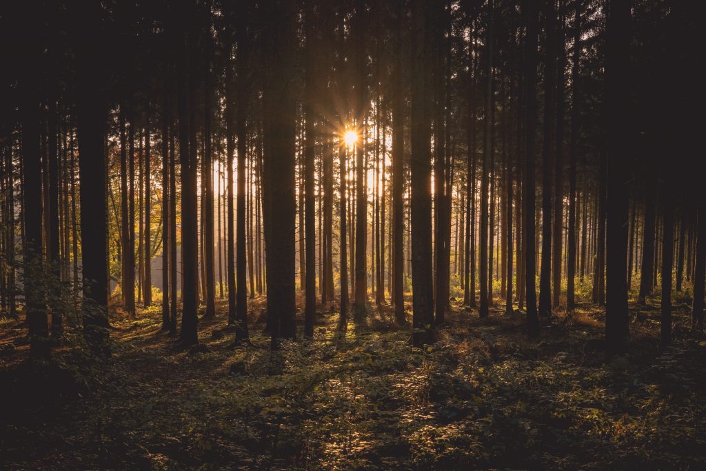 Une forêt avec des grands arbes